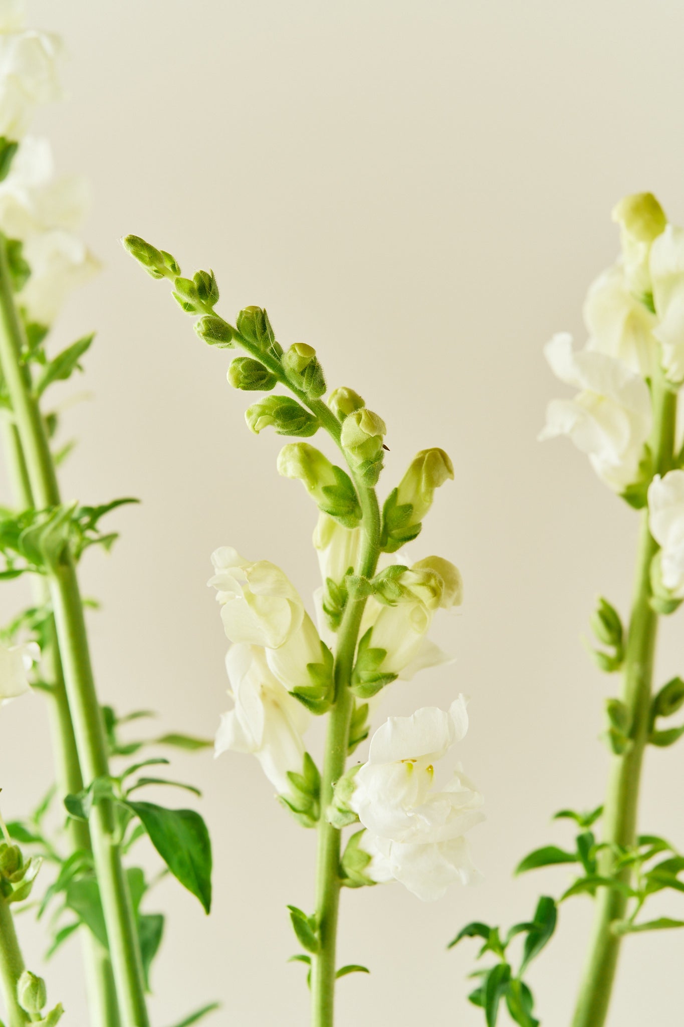 Løvemund 'Potomac Ivory White' - frø - 1-årige sommerblomster - til din skærehave her vist på billede 4 fra Frk. Grønt