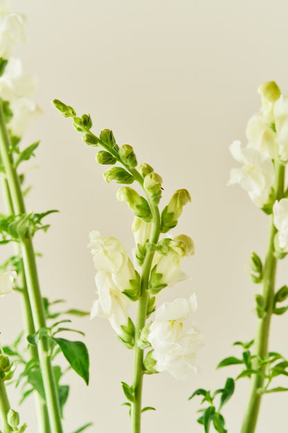 Løvemund 'Potomac Ivory White' - frø - 1-årige sommerblomster - til din skærehave her vist på billede 4 fra Frk. Grønt