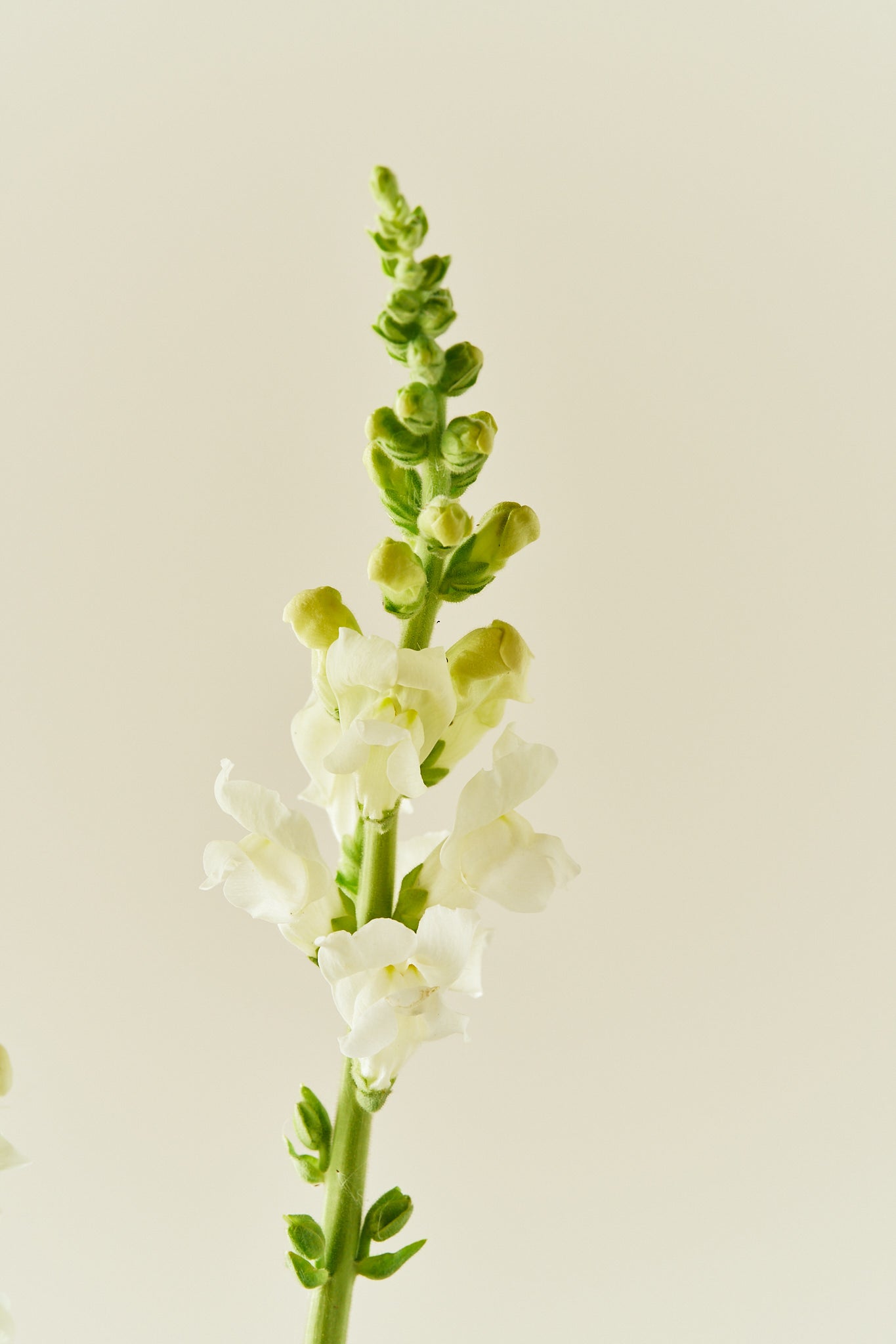 Løvemund 'Potomac Ivory White' - frø - 1-årige sommerblomster - til din skærehave her vist på billede 5 fra Frk. Grønt