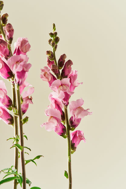 Løvemund 'Potomac Lavender' - frø - 1-årige sommerblomster - til din skærehave her vist på billede 1 fra Frk. Grønt