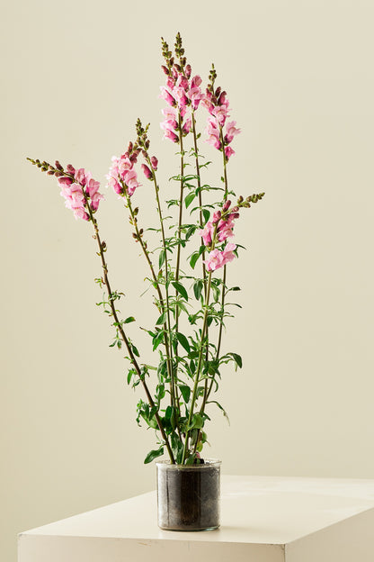 Løvemund 'Potomac Lavender' - frø - 1-årige sommerblomster - til din skærehave her vist på billede 3 fra Frk. Grønt