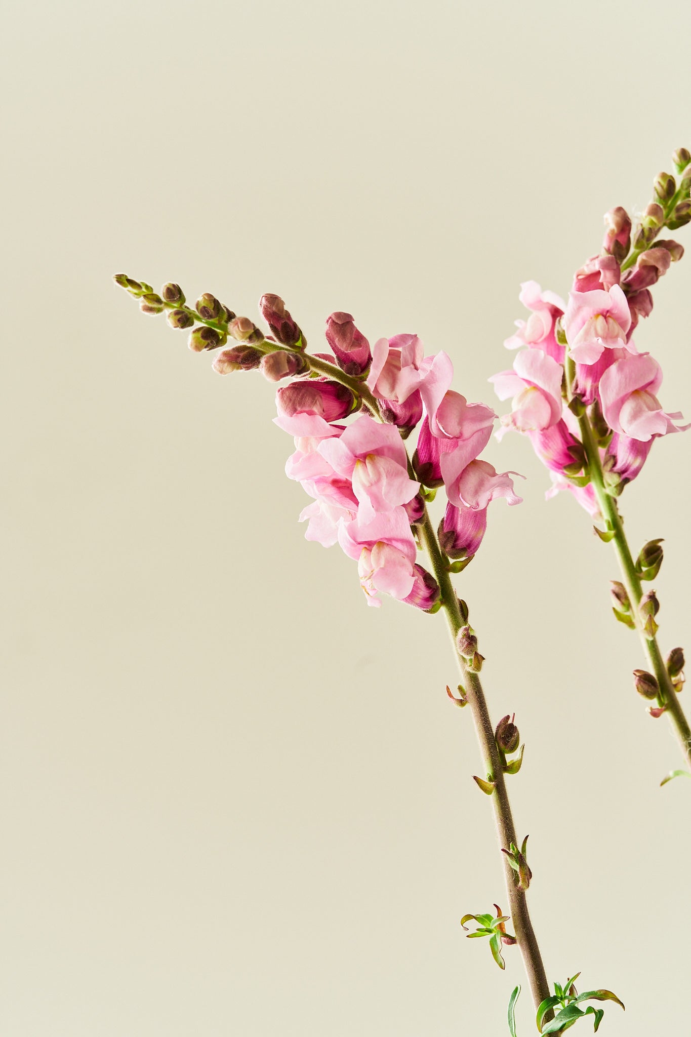 Løvemund 'Potomac Lavender' - frø - 1-årige sommerblomster - til din skærehave her vist på billede 4 fra Frk. Grønt