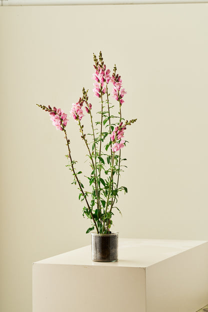 Løvemund 'Potomac Lavender' - frø - 1-årige sommerblomster - til din skærehave her vist på billede 5 fra Frk. Grønt