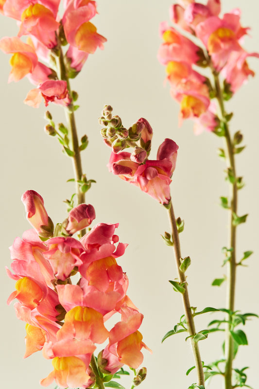 Løvemund 'Potomac Orange' - frø - 1-årige sommerblomster - til din skærehave her vist på billede 1 fra Frk. Grønt
