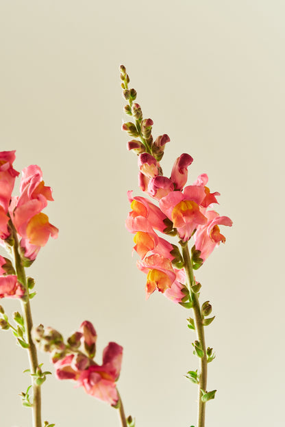 Løvemund 'Potomac Orange' - frø - 1-årige sommerblomster - til din skærehave her vist på billede 3 fra Frk. Grønt