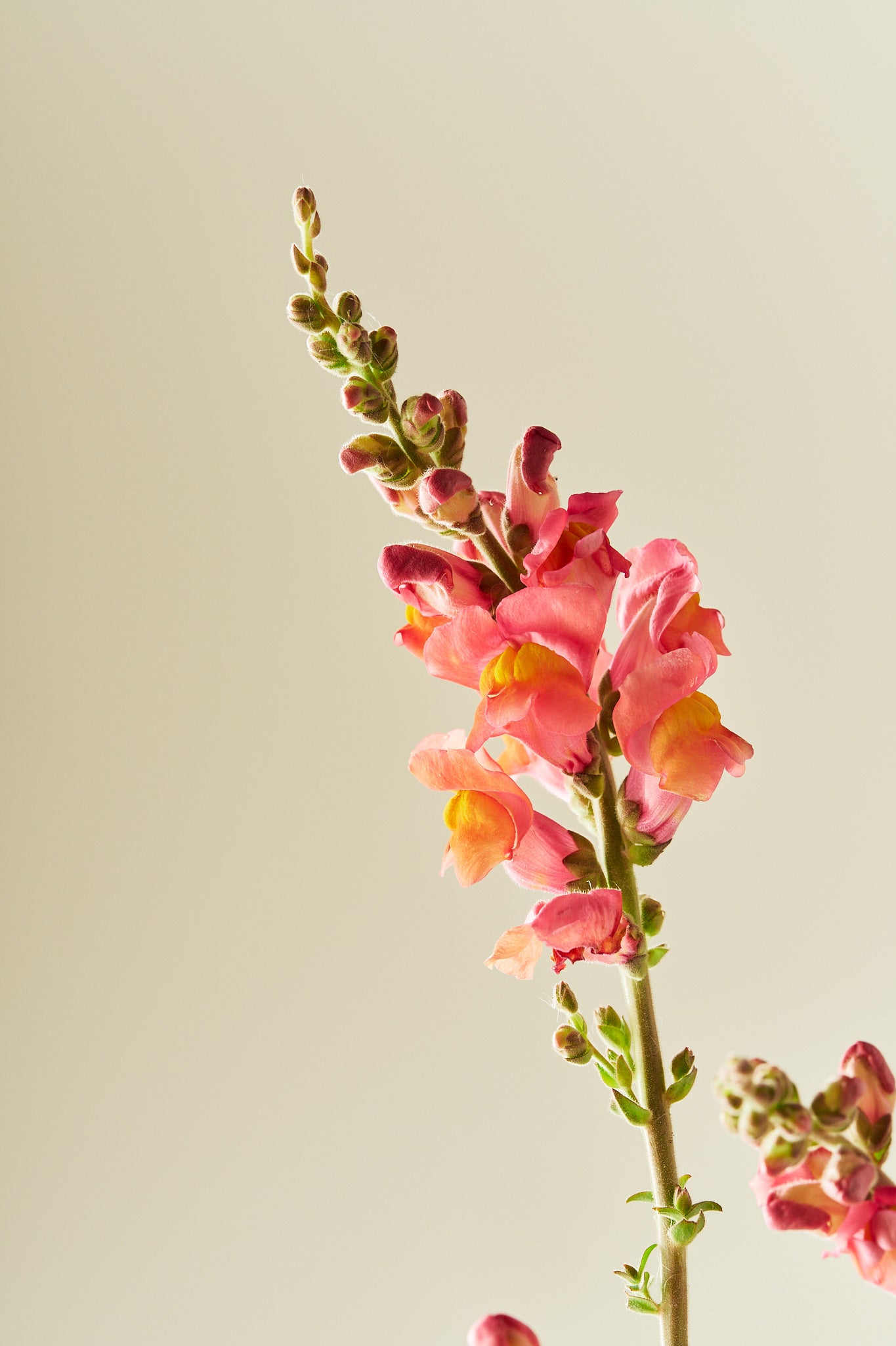 Løvemund 'Potomac Orange' - frø - 1-årige sommerblomster - til din skærehave her vist på billede 4 fra Frk. Grønt