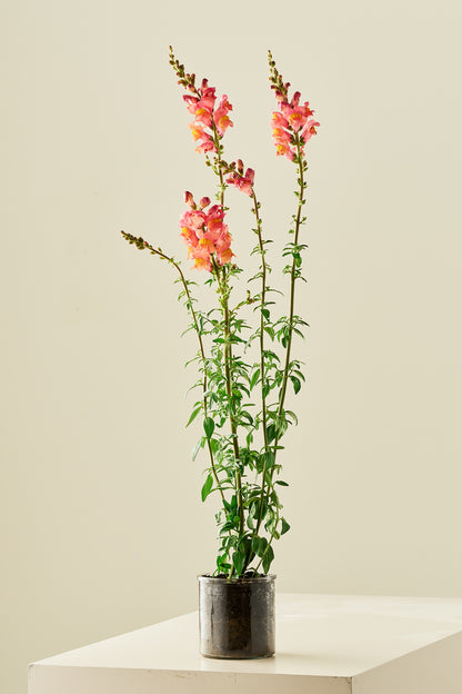 Løvemund 'Potomac Orange' - frø - 1-årige sommerblomster - til din skærehave her vist på billede 5 fra Frk. Grønt