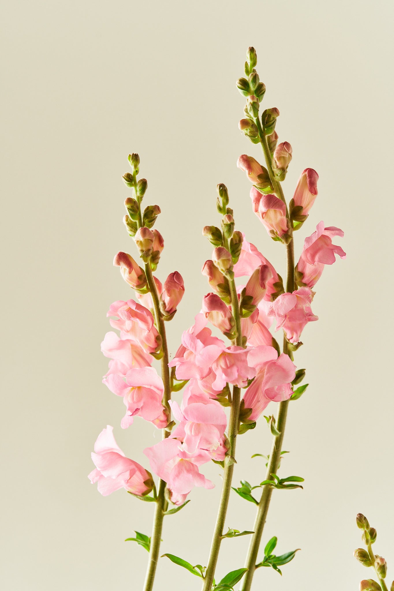 Løvemund 'Potomac Pink' - frø - 1-årige sommerblomster - til din skærehave her vist på billede 1 fra Frk. Grønt