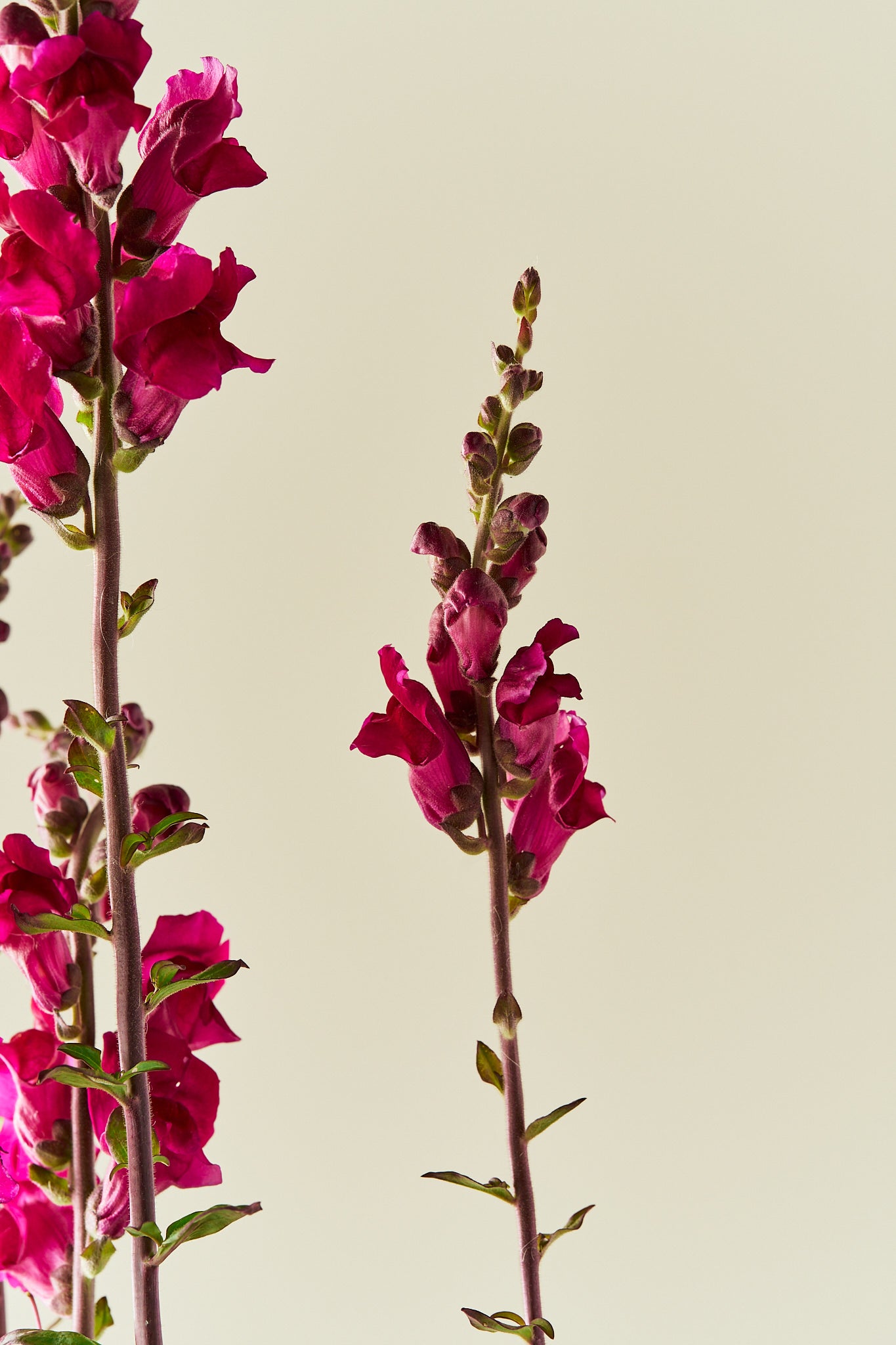 Løvemund 'Potomac Royal' - frø - 1-årige sommerblomster - til din skærehave her vist på billede 2 fra Frk. Grønt
