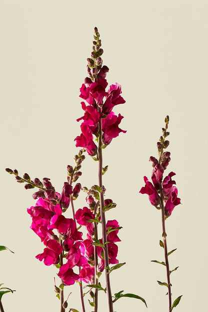 Løvemund 'Potomac Royal' - frø - 1-årige sommerblomster - til din skærehave her vist på billede 3 fra Frk. Grønt