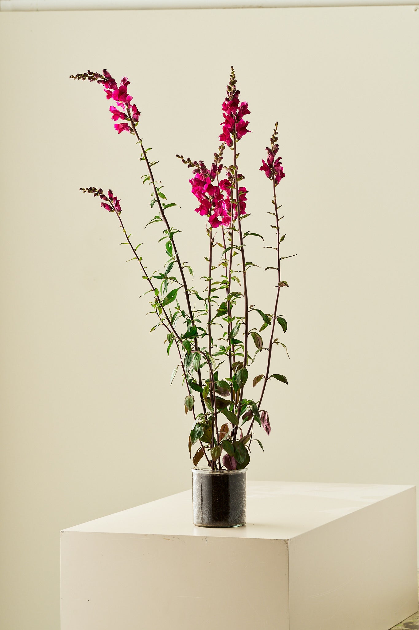 Løvemund 'Potomac Royal' - frø - 1-årige sommerblomster - til din skærehave her vist på billede 4 fra Frk. Grønt