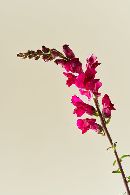 Løvemund 'Potomac Royal' - frø - 1-årige sommerblomster - til din skærehave her vist på billede 5 fra Frk. Grønt