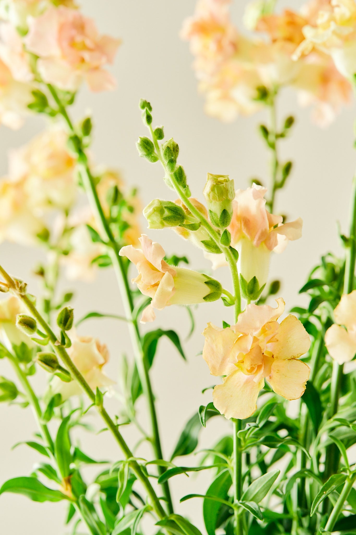 Løvemund 'Snapstar Champagne' - frø - 1-årige sommerblomster - til din skærehave her vist på billede 1 fra Frk. Grønt