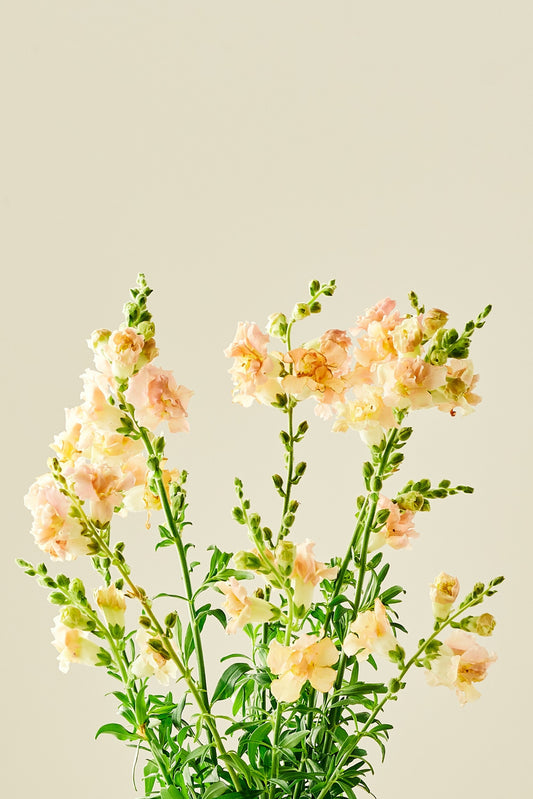 Løvemund 'Snapstar Champagne' - frø - 1-årige sommerblomster - til din skærehave her vist på billede 2 fra Frk. Grønt