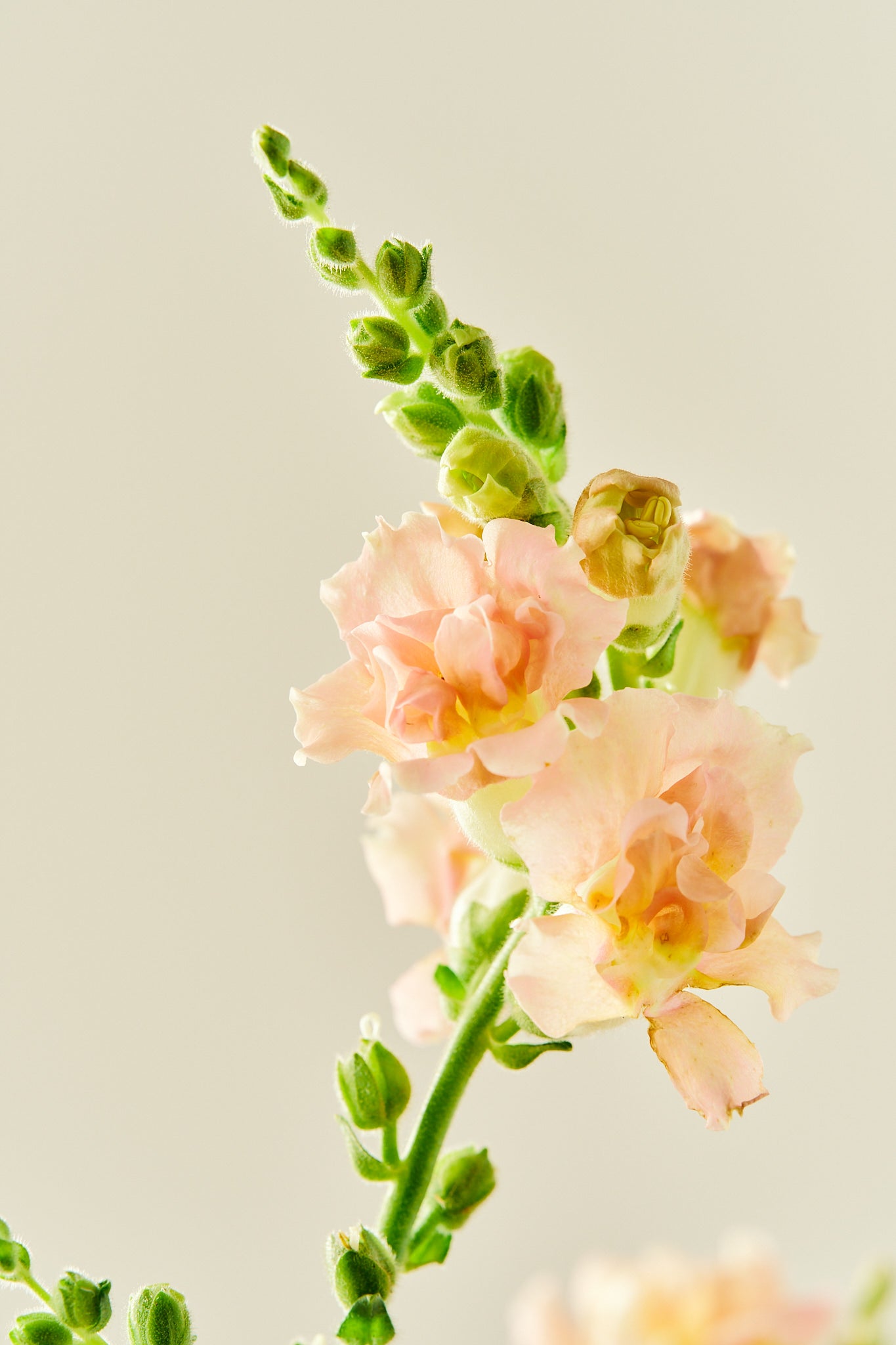 Løvemund 'Snapstar Champagne' - frø - 1-årige sommerblomster - til din skærehave her vist på billede 3 fra Frk. Grønt