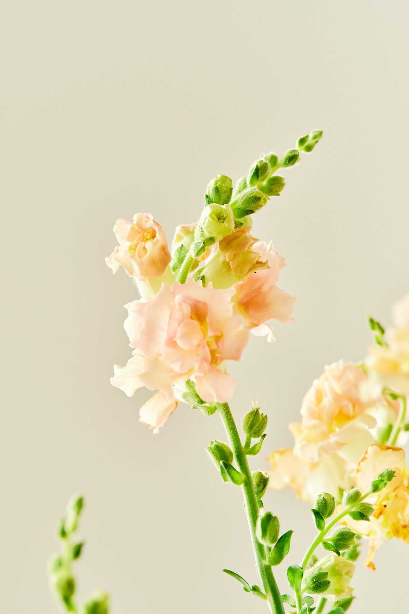 Løvemund 'Snapstar Champagne' - frø - 1-årige sommerblomster - til din skærehave her vist på billede 5 fra Frk. Grønt