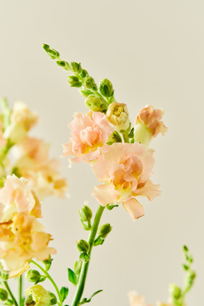 Løvemund 'Snapstar Champagne' - frø - 1-årige sommerblomster - til din skærehave her vist på billede 6 fra Frk. Grønt