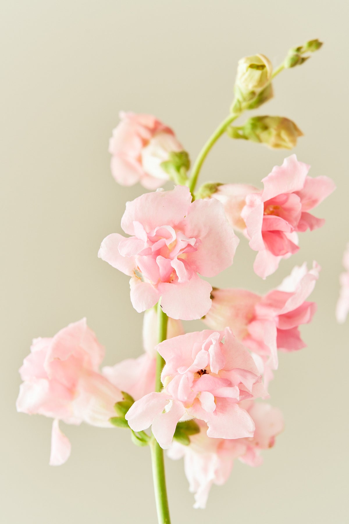 Løvemund 'Snapstar Pink' - frø - 1-årige sommerblomster - til din skærehave her vist på billede 1 fra Frk. Grønt