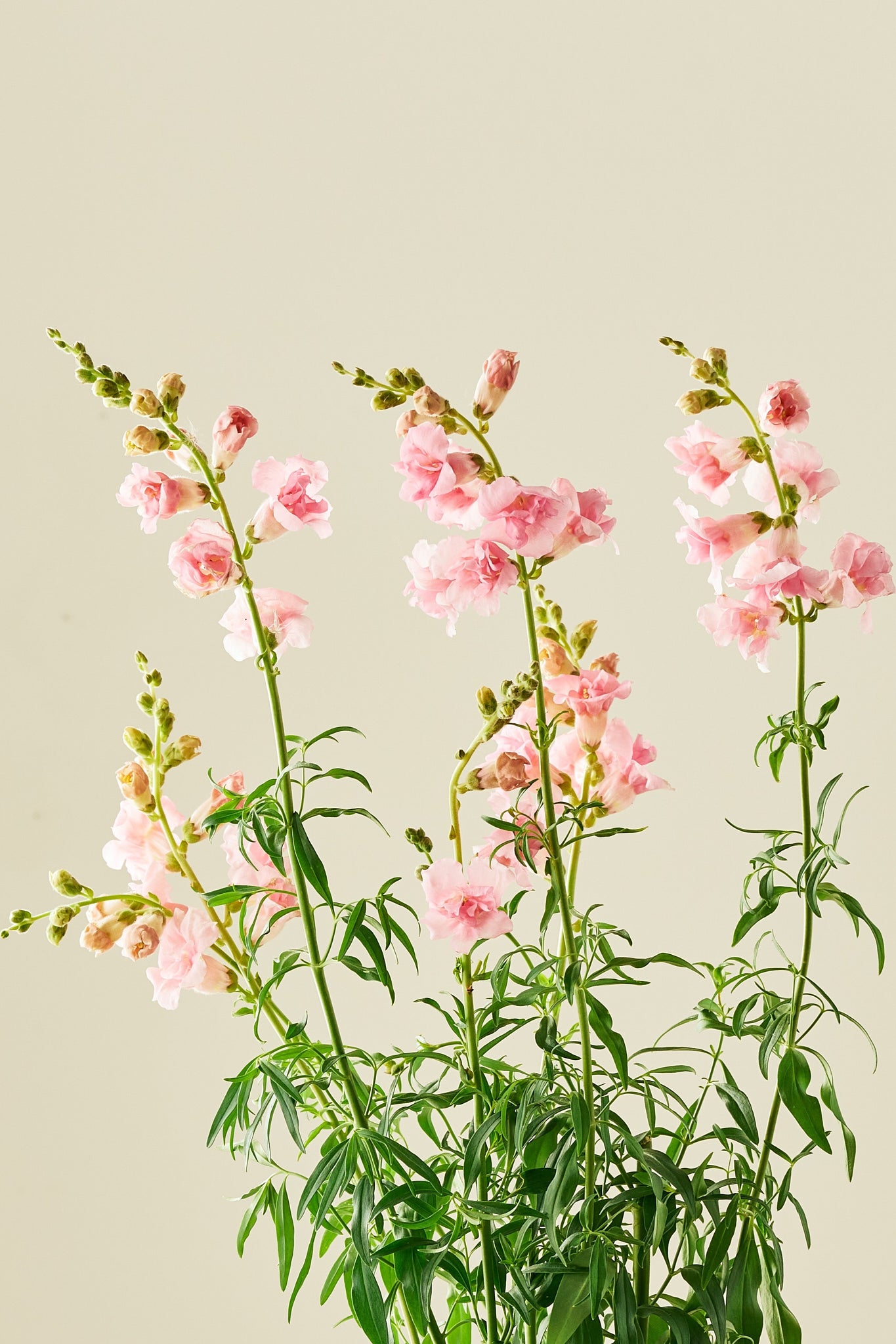 Løvemund 'Snapstar Pink' - frø - 1-årige sommerblomster - til din skærehave her vist på billede 2 fra Frk. Grønt