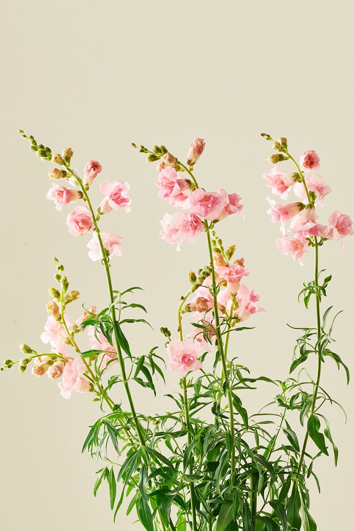 Løvemund 'Snapstar Pink' - frø - 1-årige sommerblomster - til din skærehave her vist på billede 2 fra Frk. Grønt