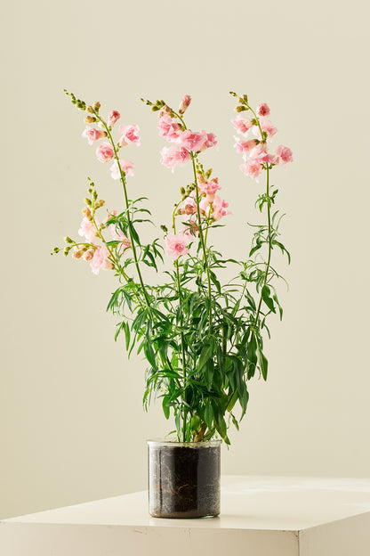 Løvemund 'Snapstar Pink' - frø - 1-årige sommerblomster - til din skærehave her vist på billede 3 fra Frk. Grønt