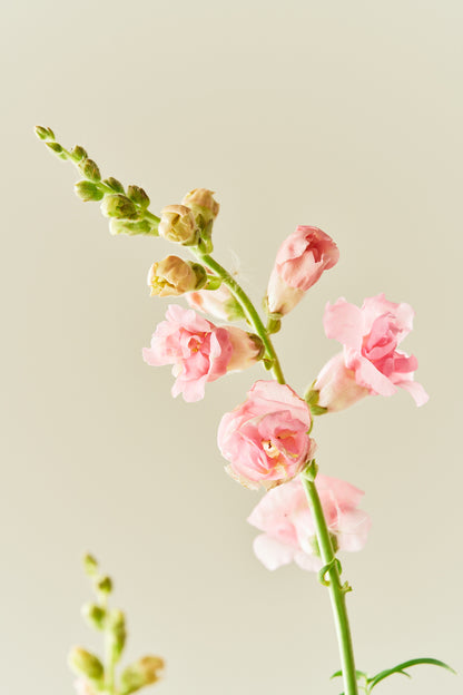 Løvemund 'Snapstar Pink' - frø - 1-årige sommerblomster - til din skærehave her vist på billede 4 fra Frk. Grønt