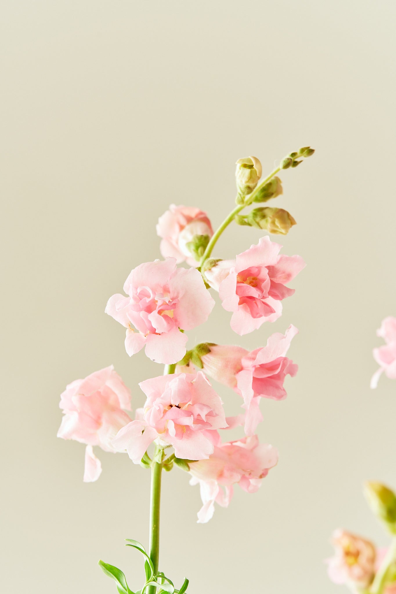 Løvemund 'Snapstar Pink' - frø - 1-årige sommerblomster - til din skærehave her vist på billede 5 fra Frk. Grønt