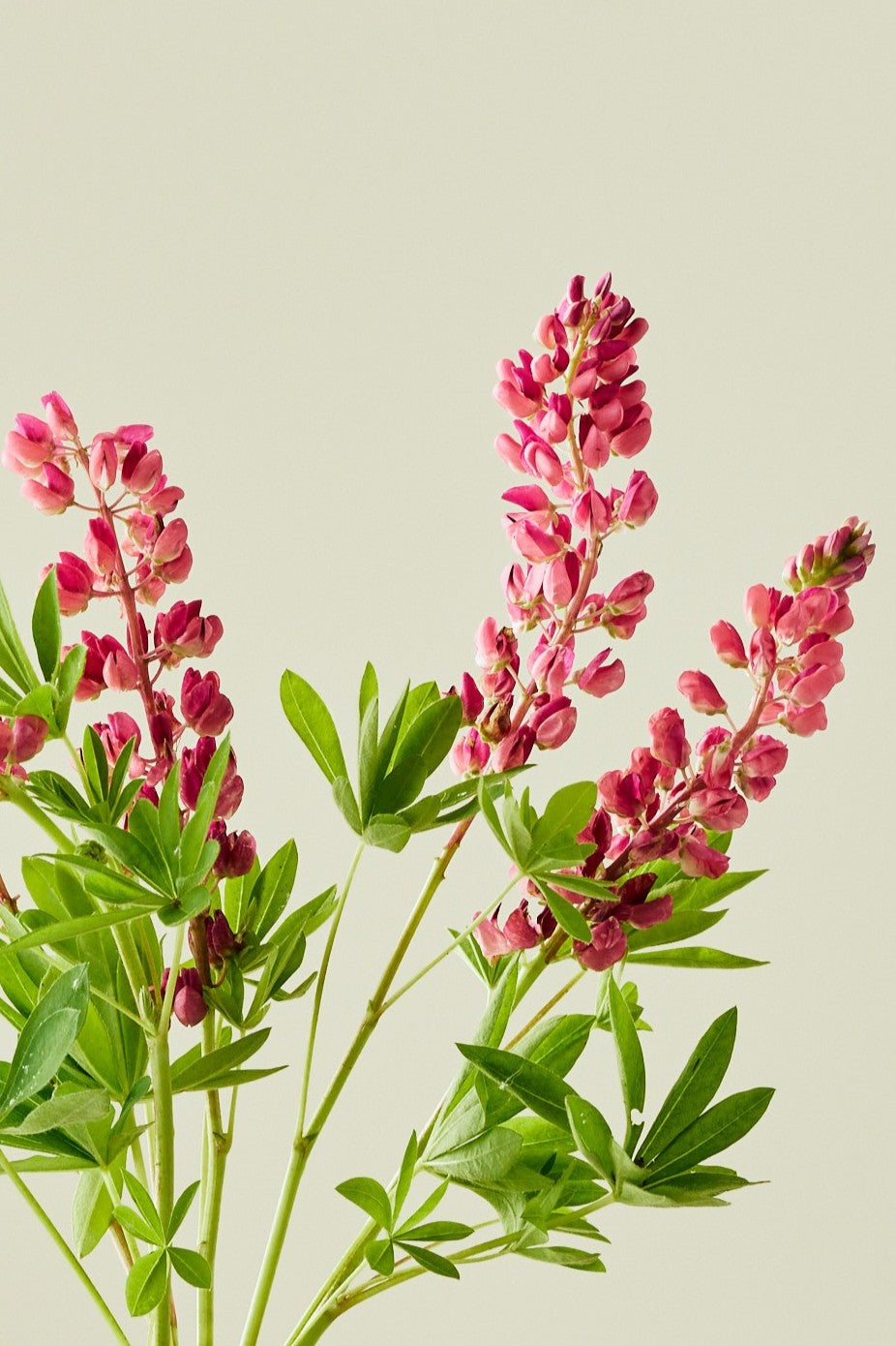 Lupin 'Gallery Pink Shades' - frø - Stauder - til din skærehave her vist på billede 1 fra Frk. Grønt