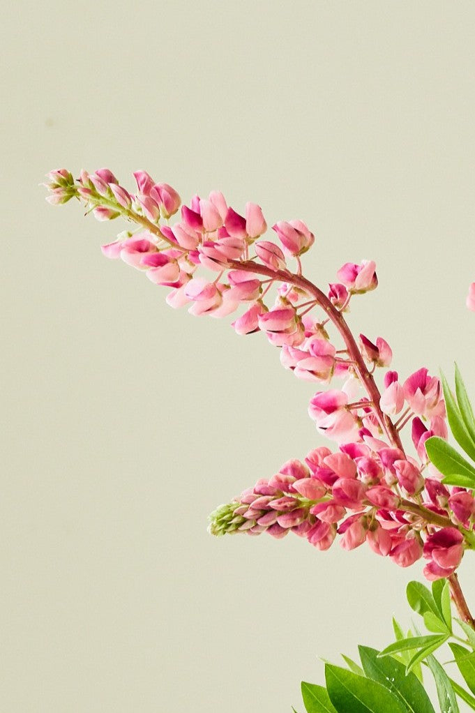 Lupin 'Gallery Pink Shades' - frø - Stauder - til din skærehave her vist på billede 3 fra Frk. Grønt