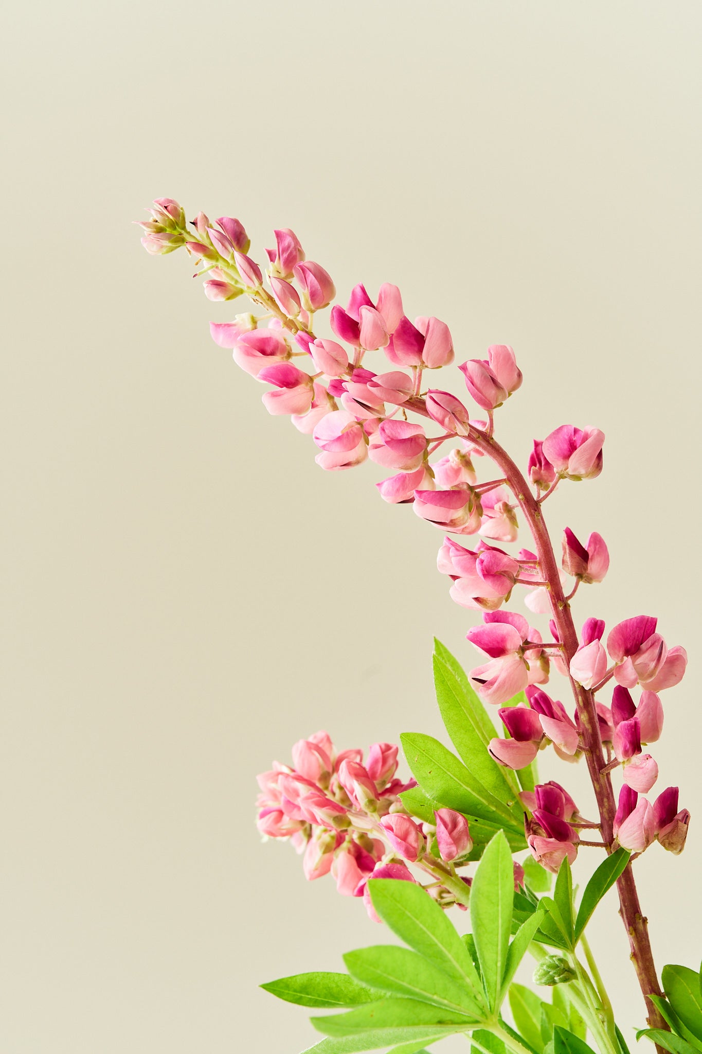 Lupin 'Gallery Pink Shades' - frø - Stauder - til din skærehave her vist på billede 4 fra Frk. Grønt