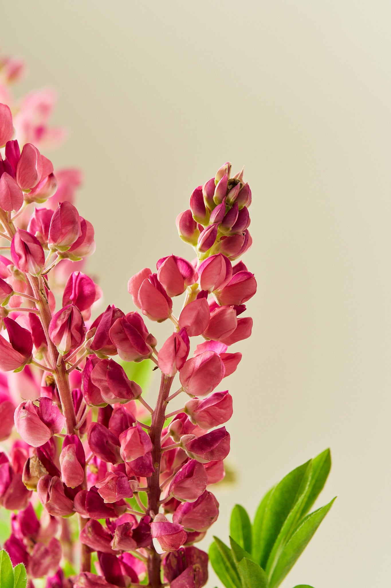 Lupin 'Gallery Pink Shades' - frø - Stauder - til din skærehave her vist på billede 5 fra Frk. Grønt