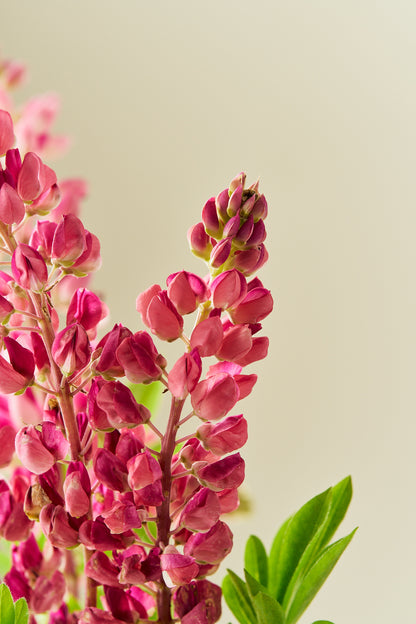 Lupin 'Gallery Pink Shades' - frø - Stauder - til din skærehave her vist på billede 5 fra Frk. Grønt