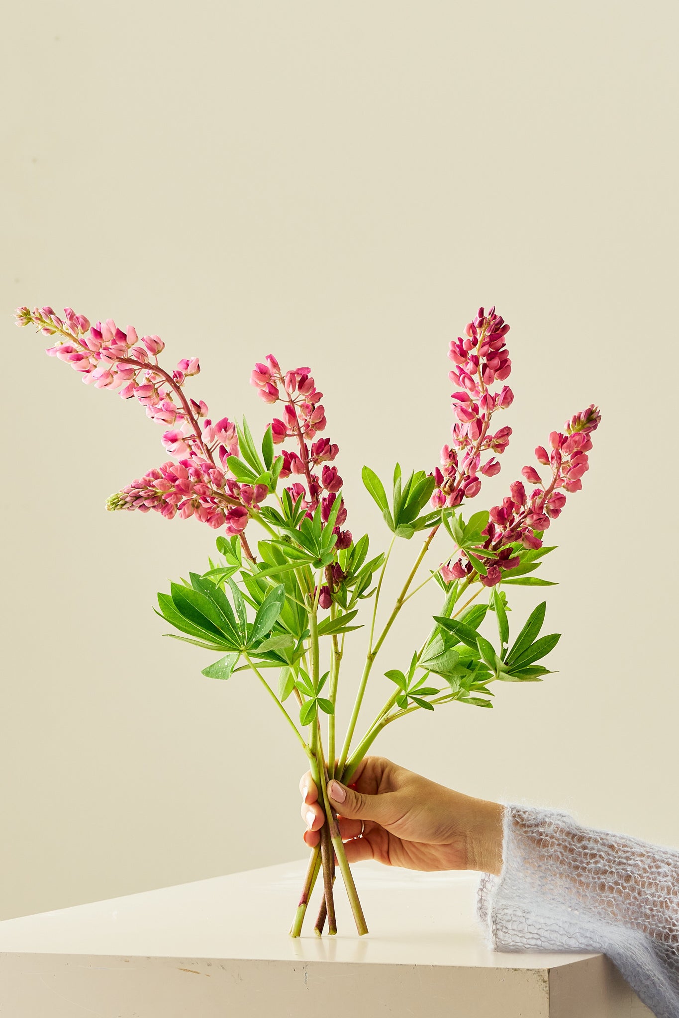 Lupin 'Gallery Pink Shades' - frø - Stauder - til din skærehave her vist på billede 6 fra Frk. Grønt