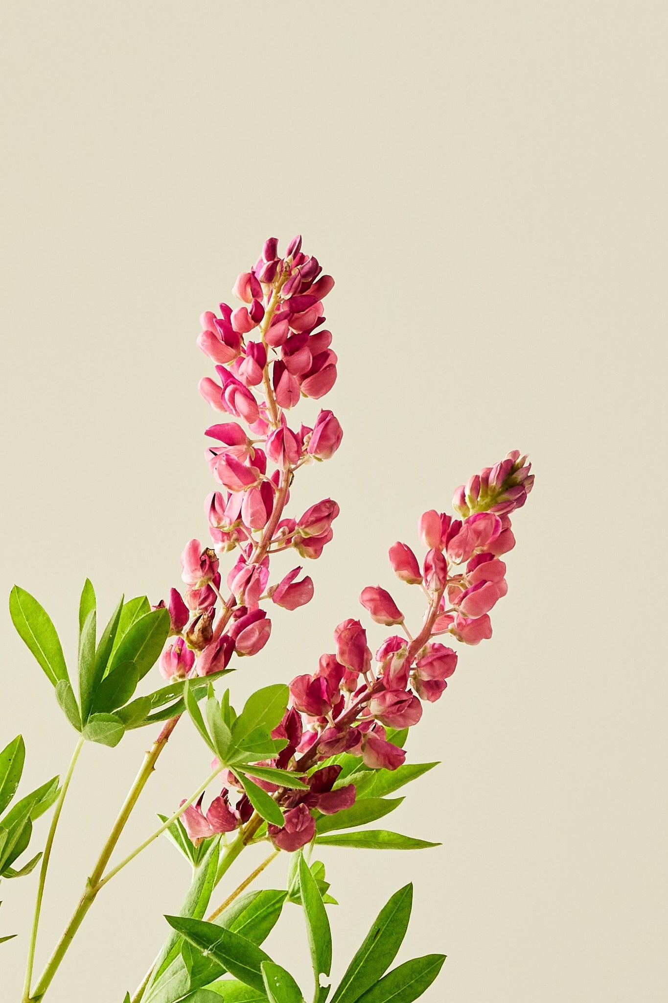 Lupin 'Gallery Pink Shades' - frø - Stauder - til din skærehave her vist på billede 7 fra Frk. Grønt