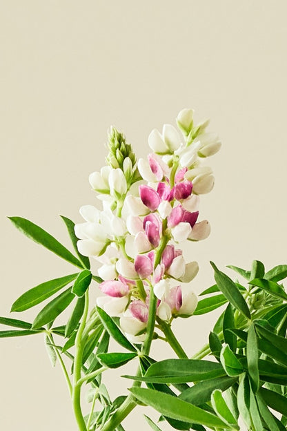 Lupin 'Pink Fairy' - frø - 1-årige sommerblomster - til din skærehave her vist på billede 1 fra Frk. Grønt