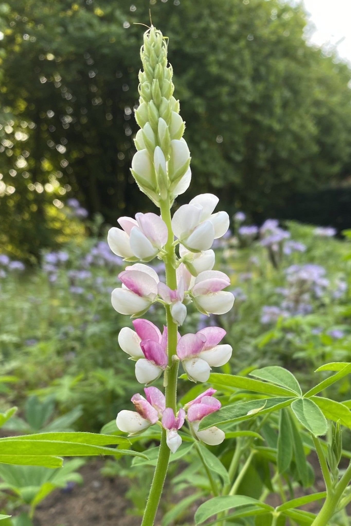 Lupin 'Pink Fairy' - frø - 1-årige sommerblomster - til din skærehave her vist på billede 3 fra Frk. Grønt
