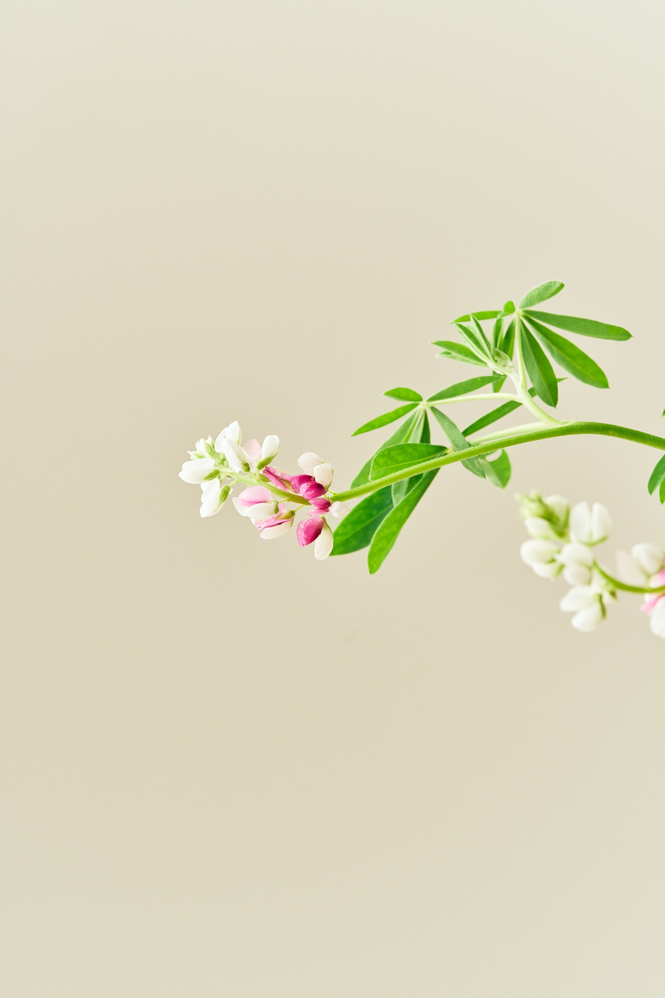 Lupin 'Pink Fairy' - frø - 1-årige sommerblomster - til din skærehave her vist på billede 4 fra Frk. Grønt