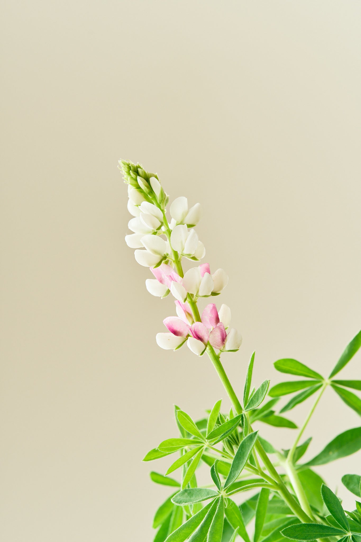 Lupin 'Pink Fairy' - frø - 1-årige sommerblomster - til din skærehave her vist på billede 5 fra Frk. Grønt