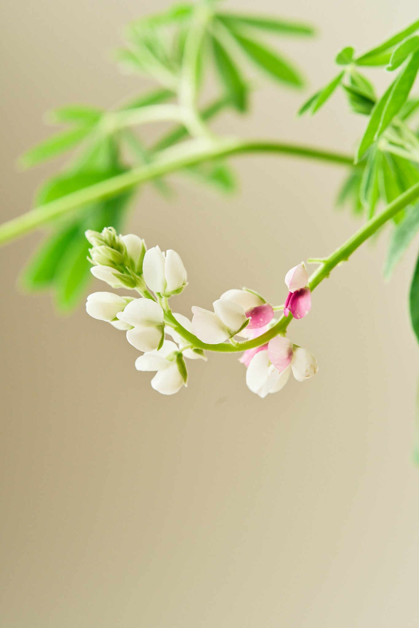 Lupin 'Pink Fairy' - frø - 1-årige sommerblomster - til din skærehave her vist på billede 6 fra Frk. Grønt