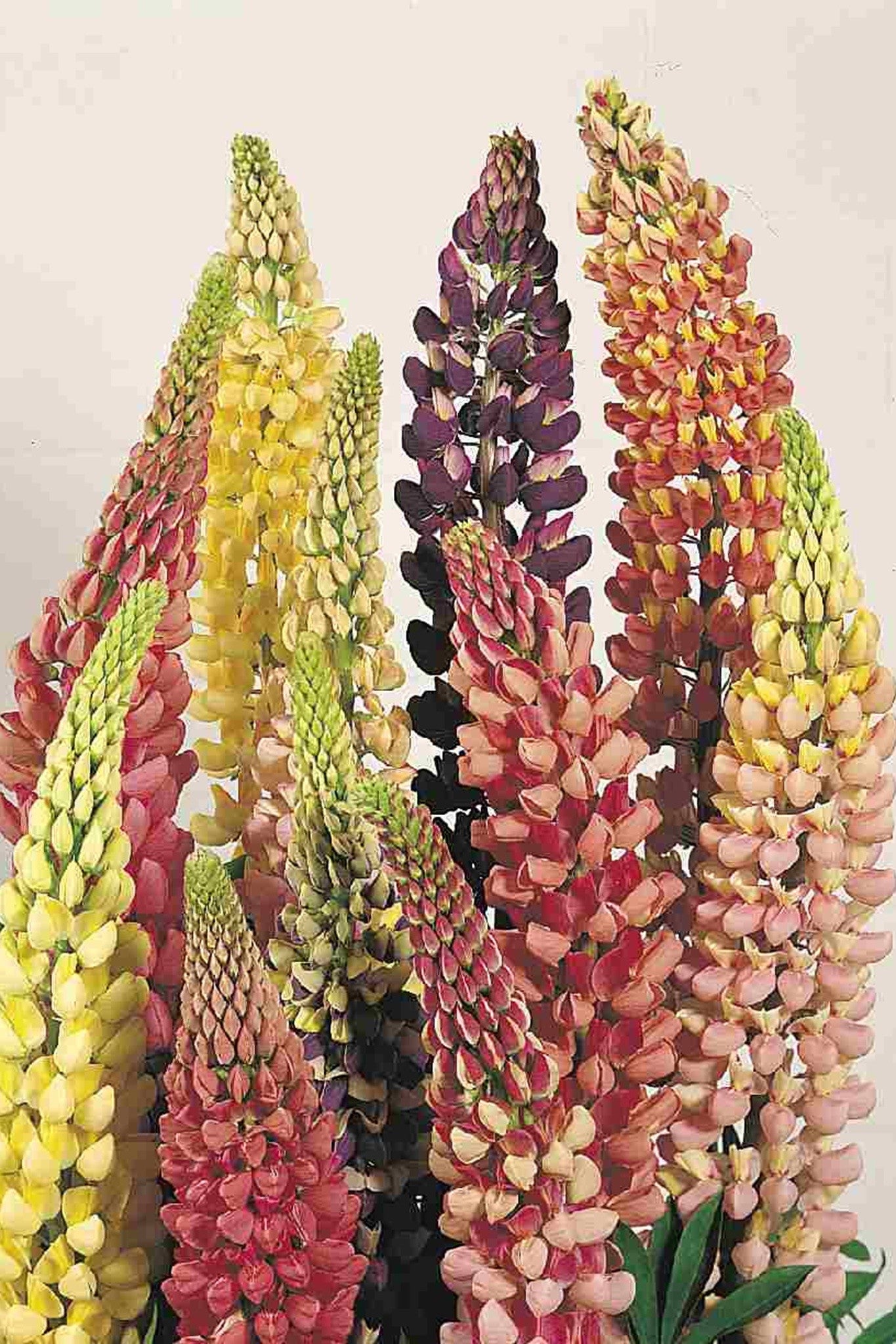 Lupin 'Russel Mixture' - frø - Stauder - til din skærehave her vist på billede 1 fra Frk. Grønt