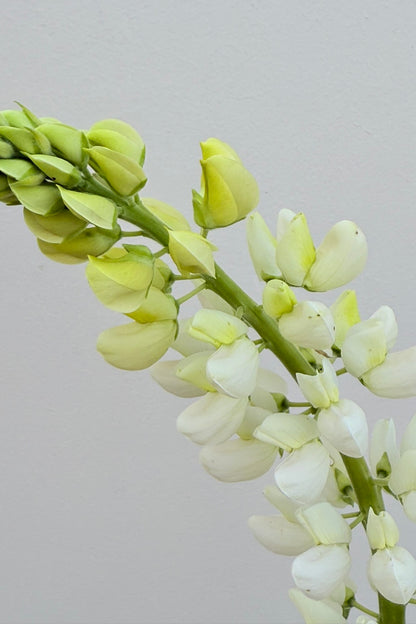 Lupin 'Russel Noblemaiden' - frø - Stauder - til din skærehave her vist på billede 2 fra Frk. Grønt