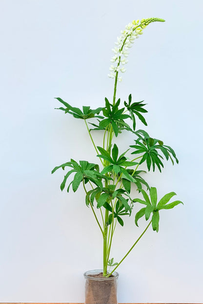 Lupin 'Russel Noblemaiden' - frø - Stauder - til din skærehave her vist på billede 4 fra Frk. Grønt