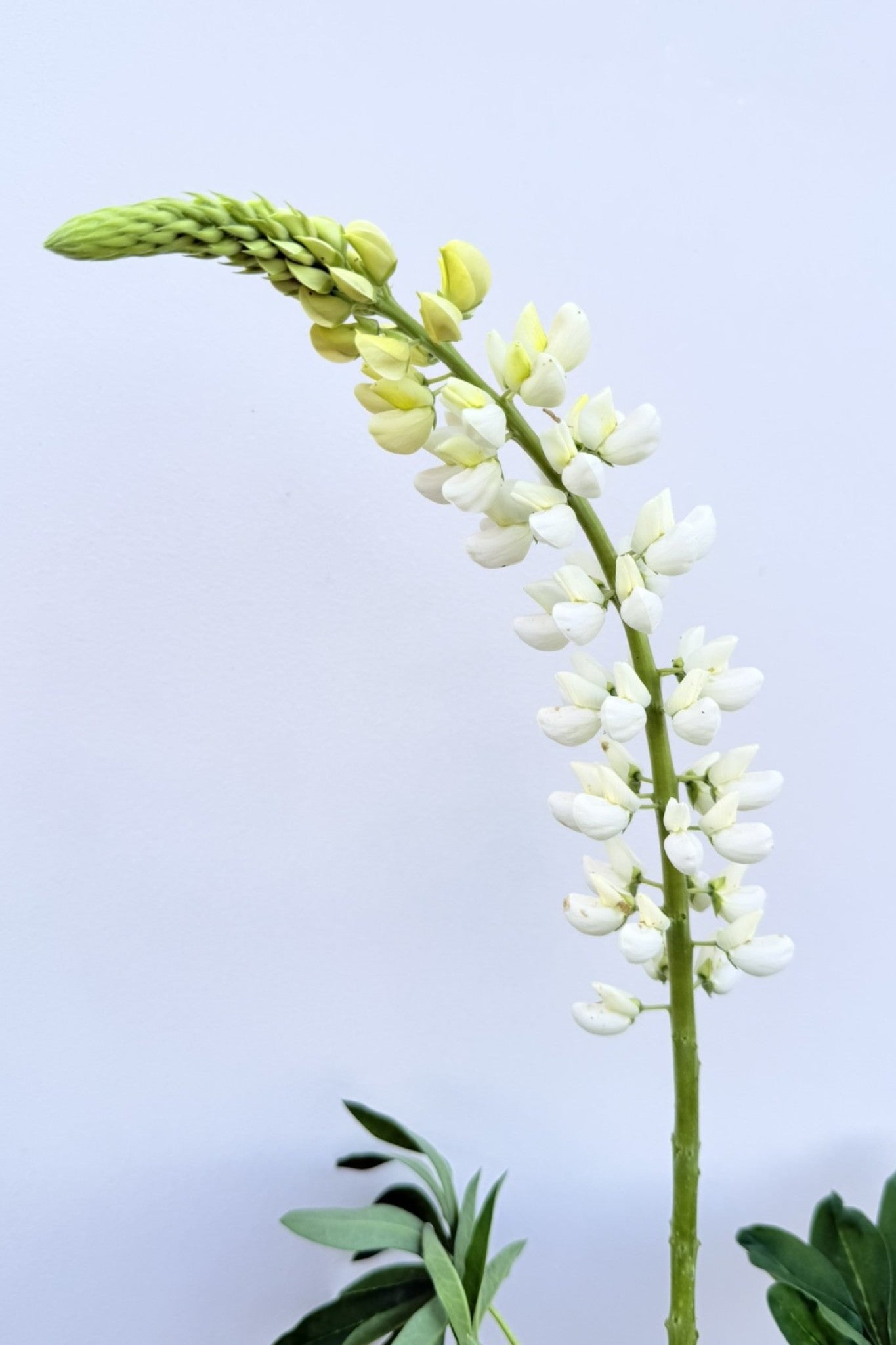 Lupin 'Russel Noblemaiden' - frø - Stauder - til din skærehave her vist på billede 6 fra Frk. Grønt