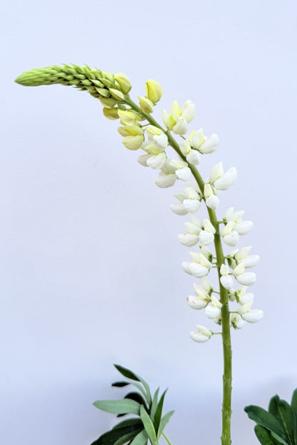 Lupin 'Russel Noblemaiden' - frø - Stauder - til din skærehave her vist på billede 6 fra Frk. Grønt