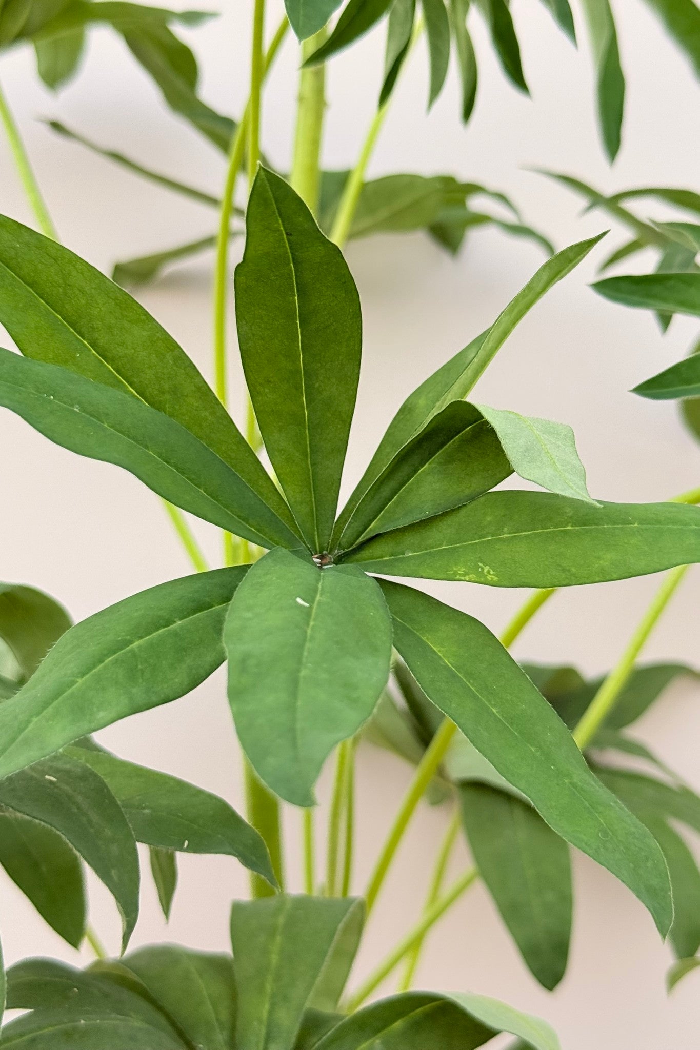 Lupin 'Russel Noblemaiden' - frø - Stauder - til din skærehave her vist på billede 7 fra Frk. Grønt