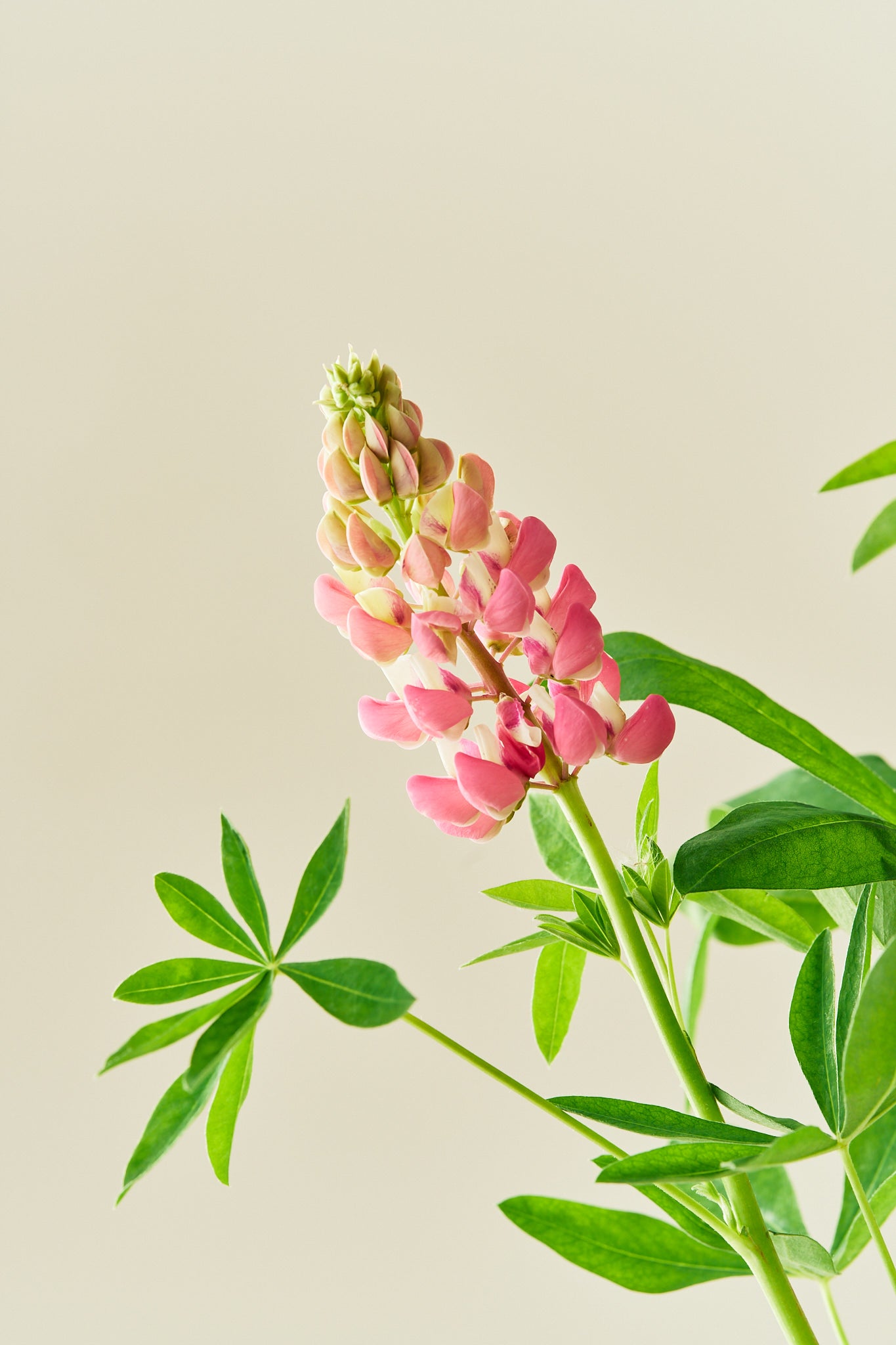 Lupin 'Russel The Chateleine' - frø - Stauder - til din skærehave her vist på billede 1 fra Frk. Grønt