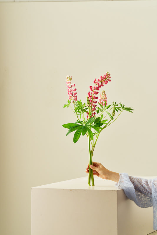 Lupin 'Russel The Chateleine' - frø - Stauder - til din skærehave her vist på billede 2 fra Frk. Grønt