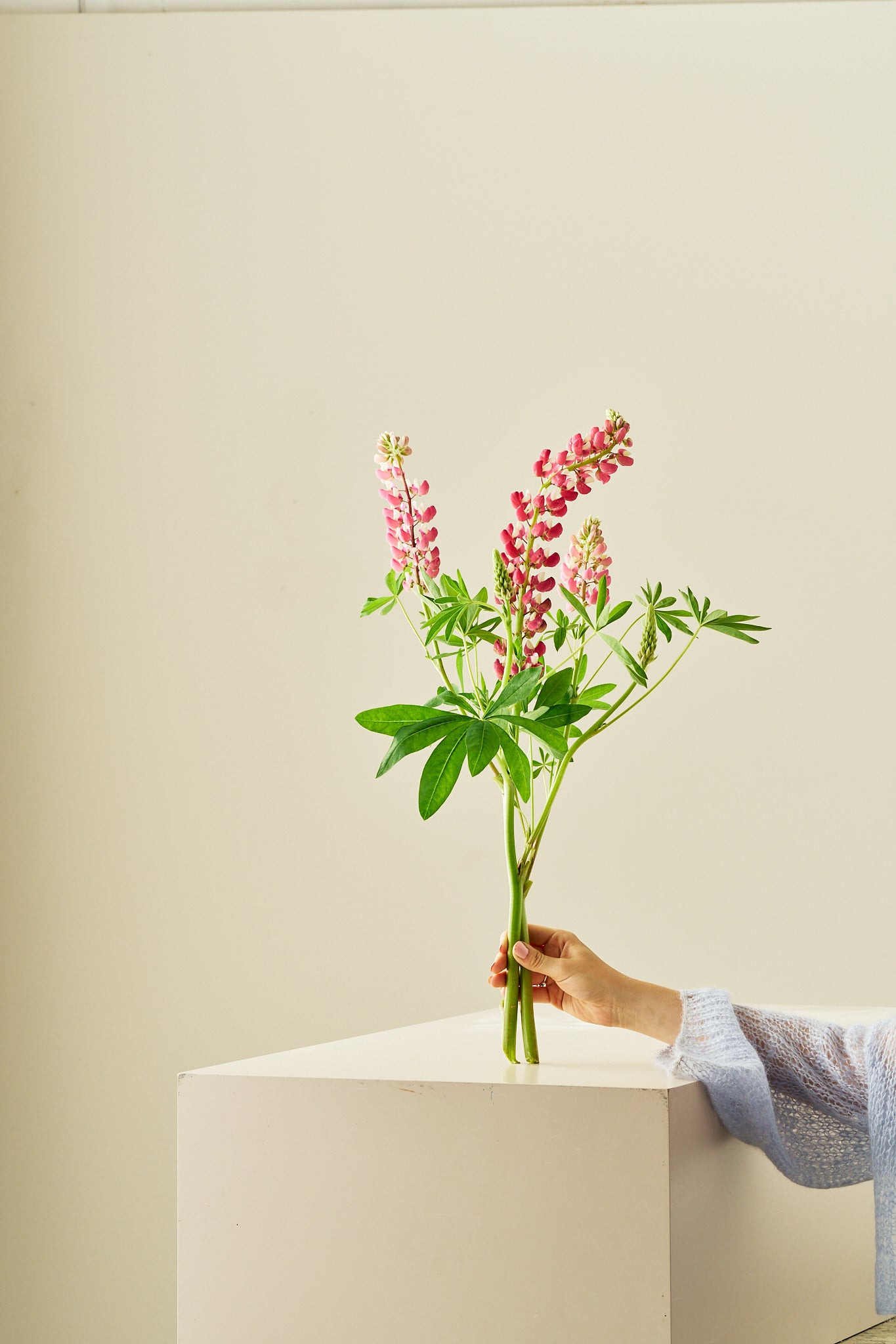 Lupin 'Russel The Chateleine' - frø - Stauder - til din skærehave her vist på billede 2 fra Frk. Grønt