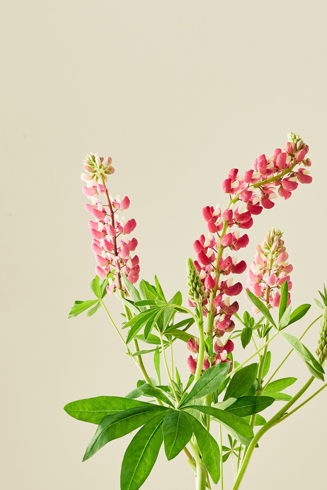 Lupin 'Russel The Chateleine' - frø - Stauder - til din skærehave her vist på billede 6 fra Frk. Grønt