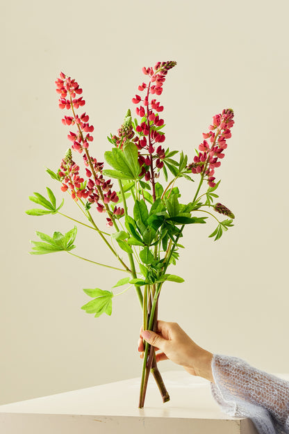 Lupin 'Russel The Pages' - frø - Stauder - til din skærehave her vist på billede 2 fra Frk. Grønt